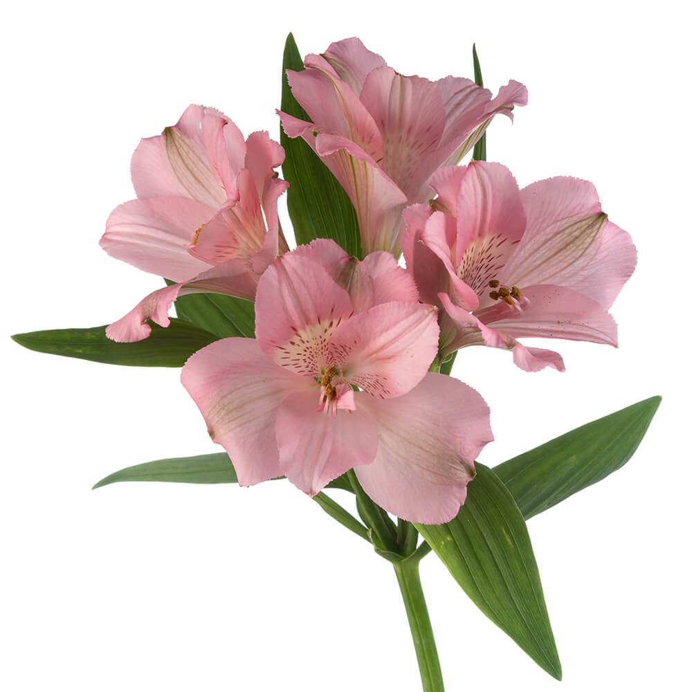 Light Pink Alstromeria