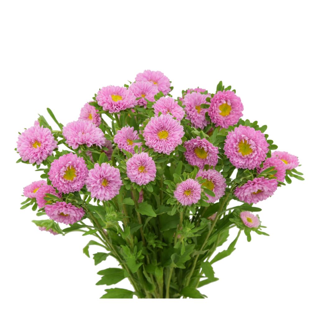 Light Pink Aster Matsumoto