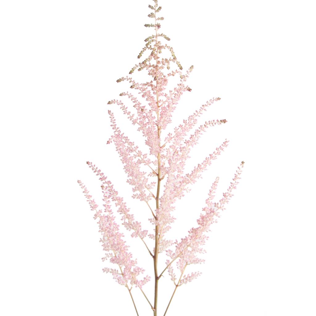 Light Pink Astilbe