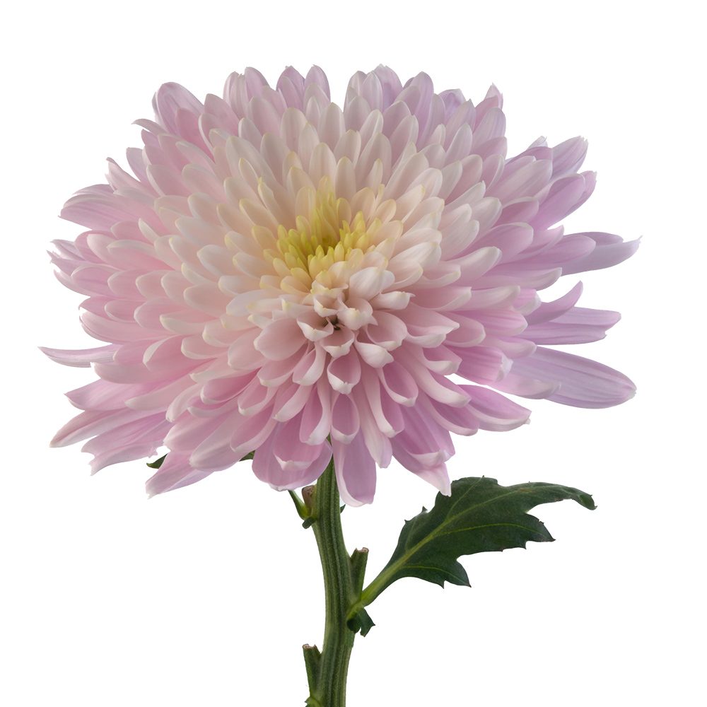 Light Pink Cremon