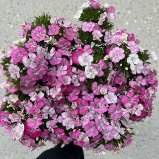 Light Pink Dianthus Gipsy