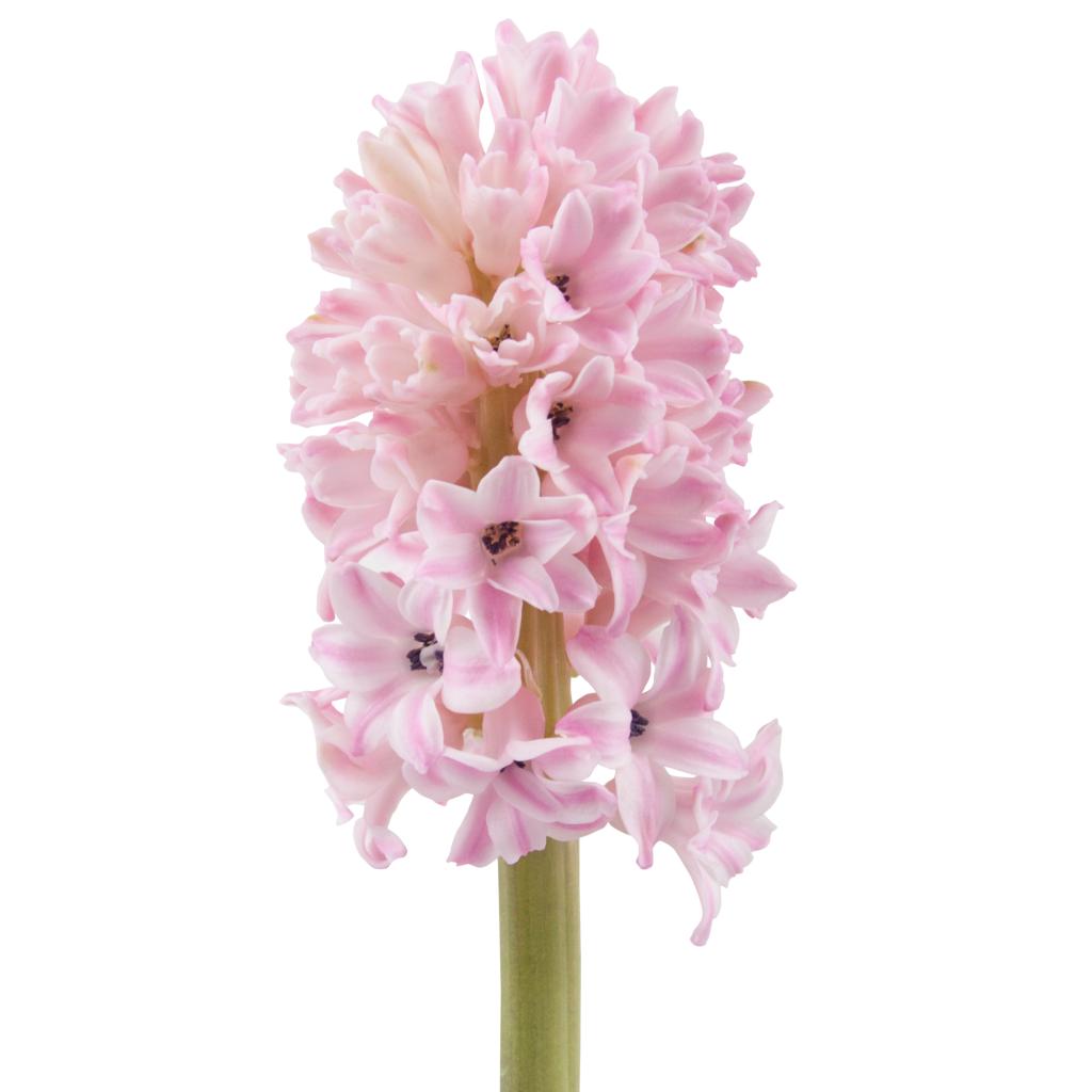 Light Pink Hyacinth