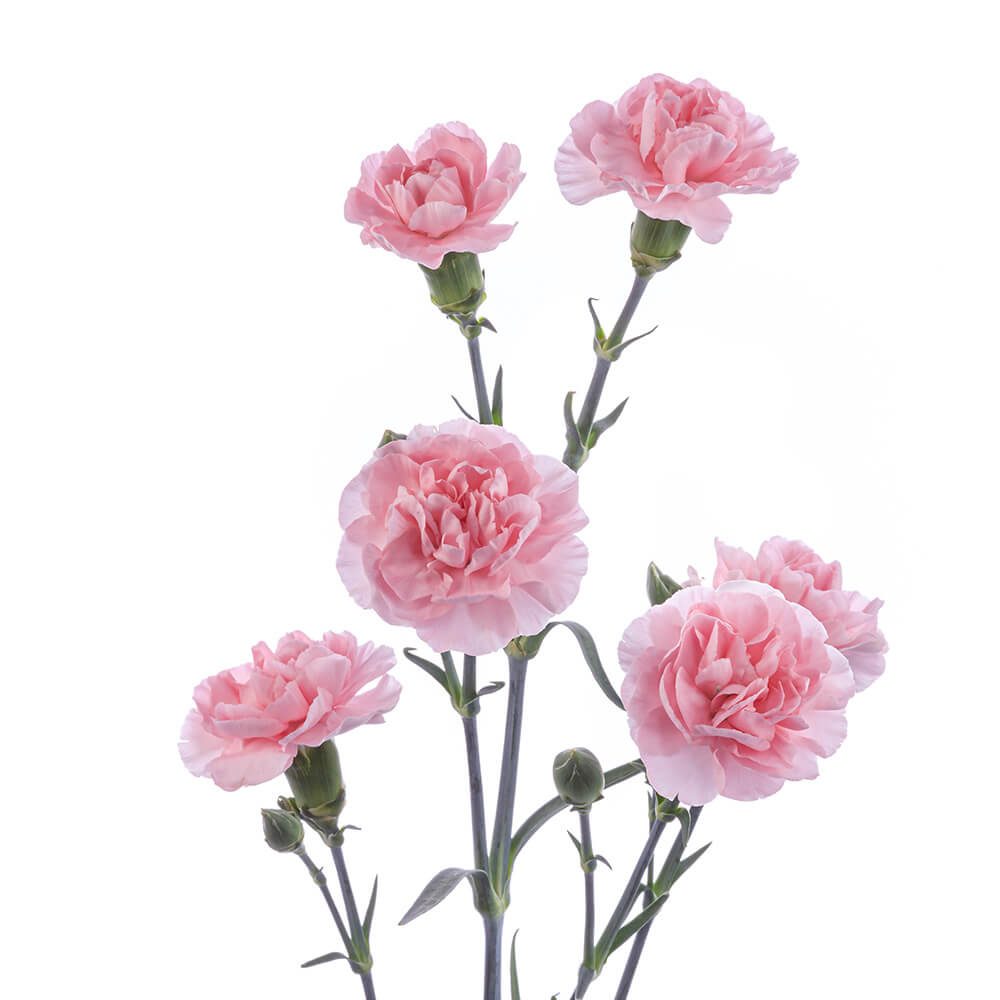 Light Pink Mini Carn