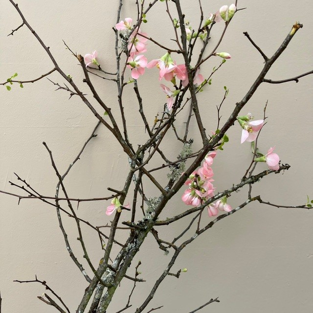 Blooming Branches