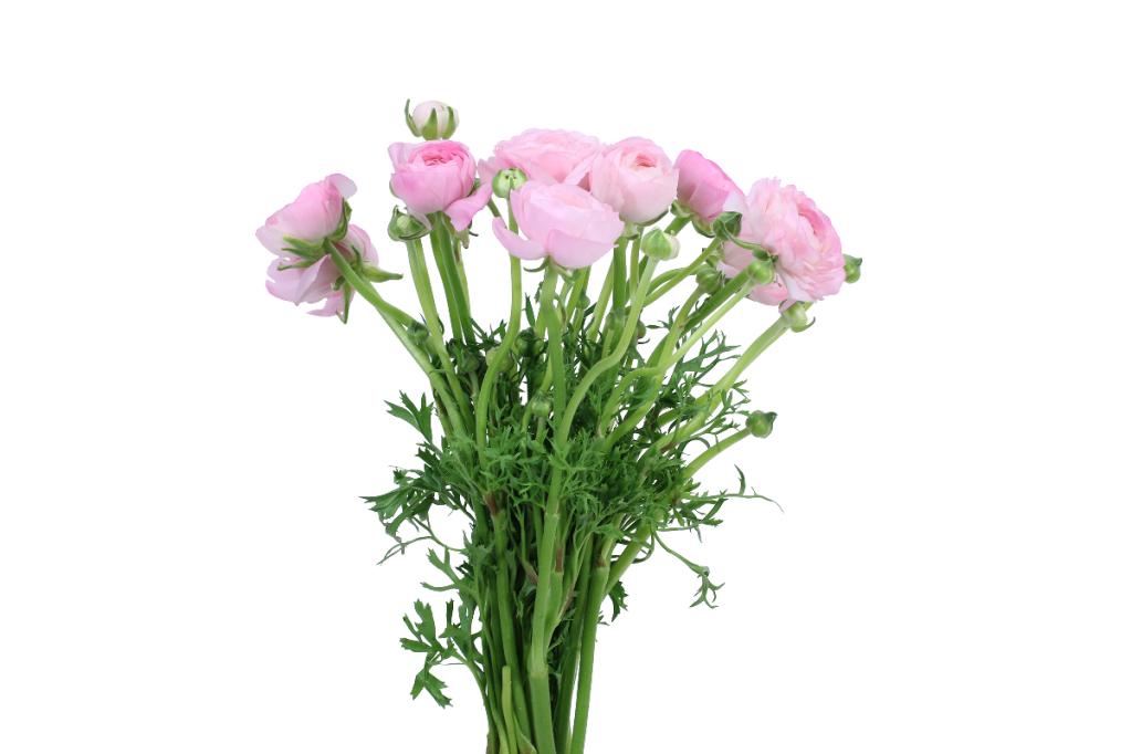 Light Pink Ranunculus Local