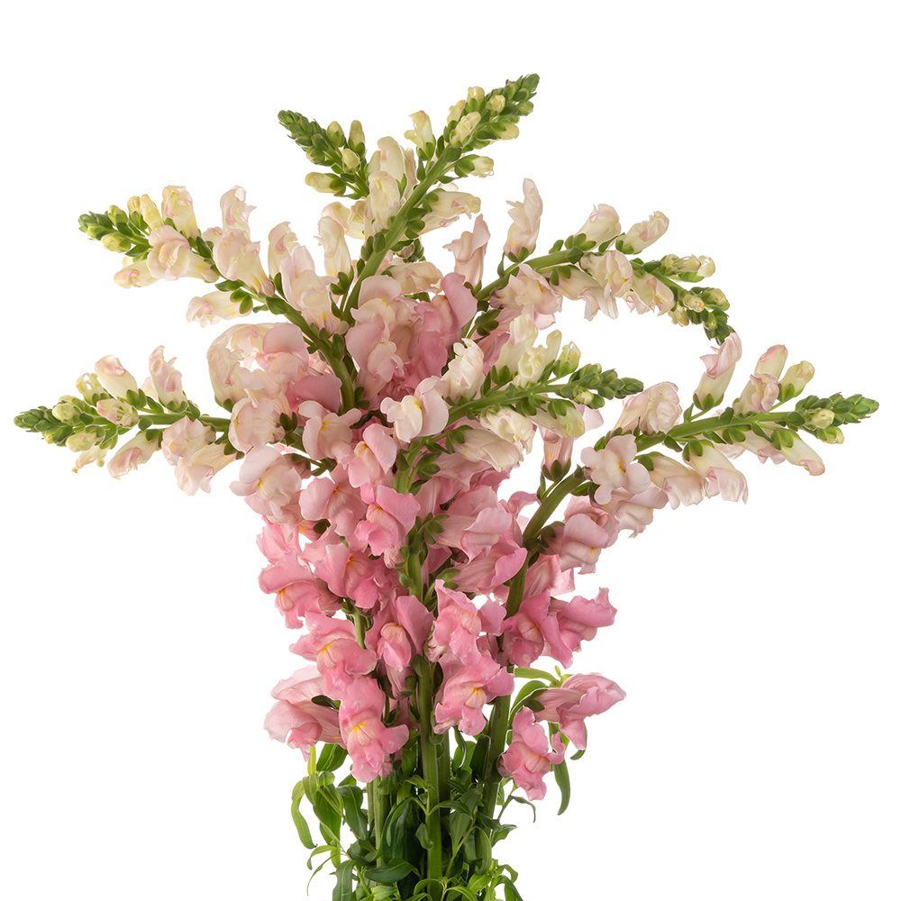 Light Pink Snapdragon