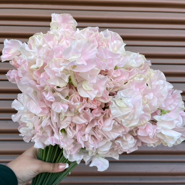 Light Pink Sweet Pea