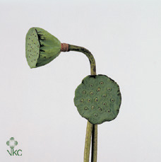 lotus pods