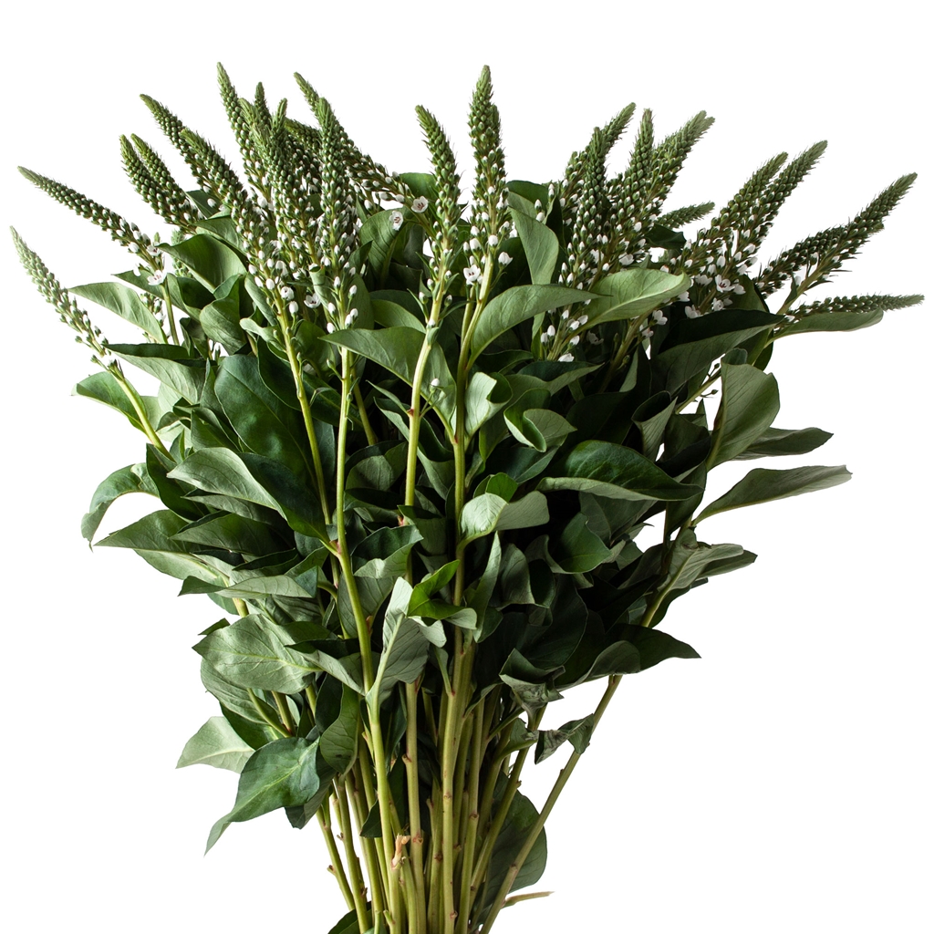 Lysimachia