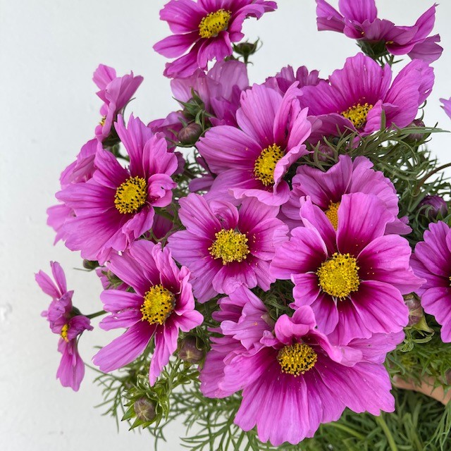 Magenta Cosmo