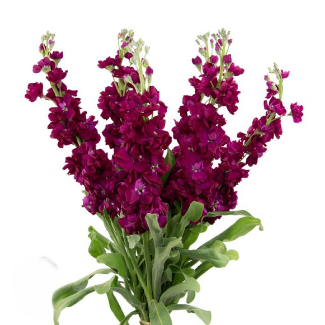 Magenta Stock