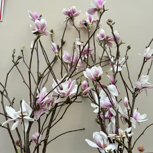 Magnolia Branch