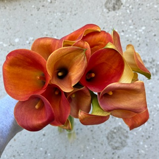 Mango Orange Calla Mini
