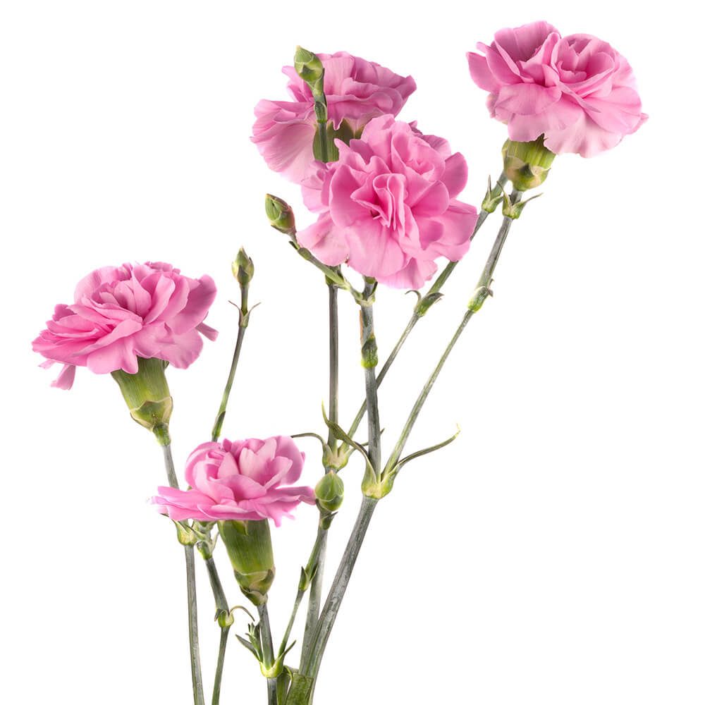 Medium Pink Mini carn