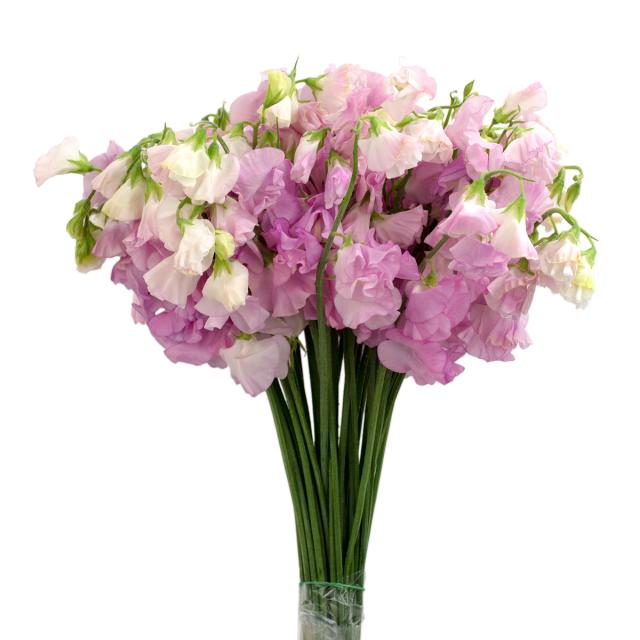 Medium Pink Sweet Pea