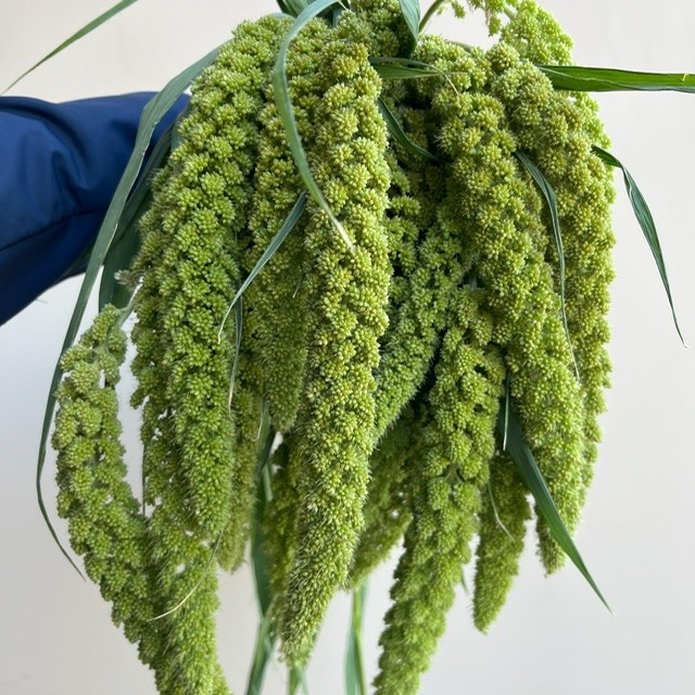 Millet Grass