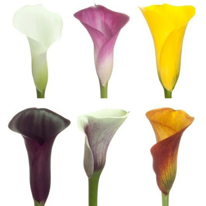 Mini Calla Lily ALL COLORS