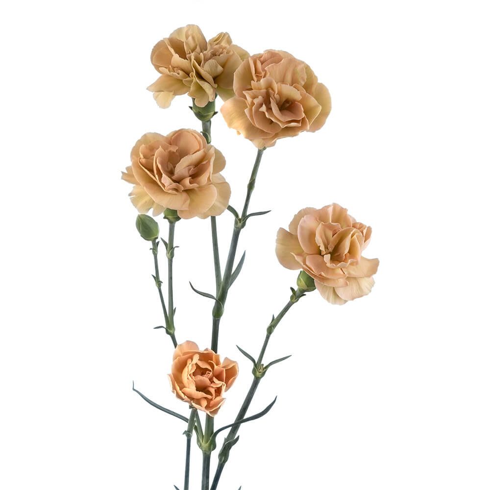 Mini Carn Antique Tan