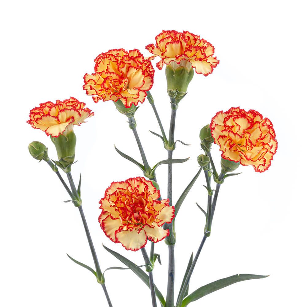 Mini Carn Variegated Yellow and Orange