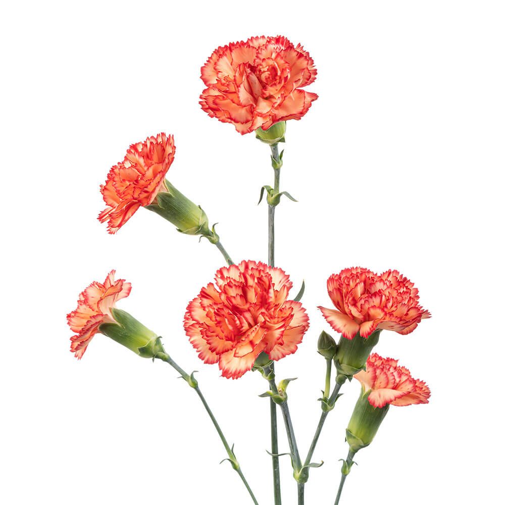 Mini Carn Variegated Orange