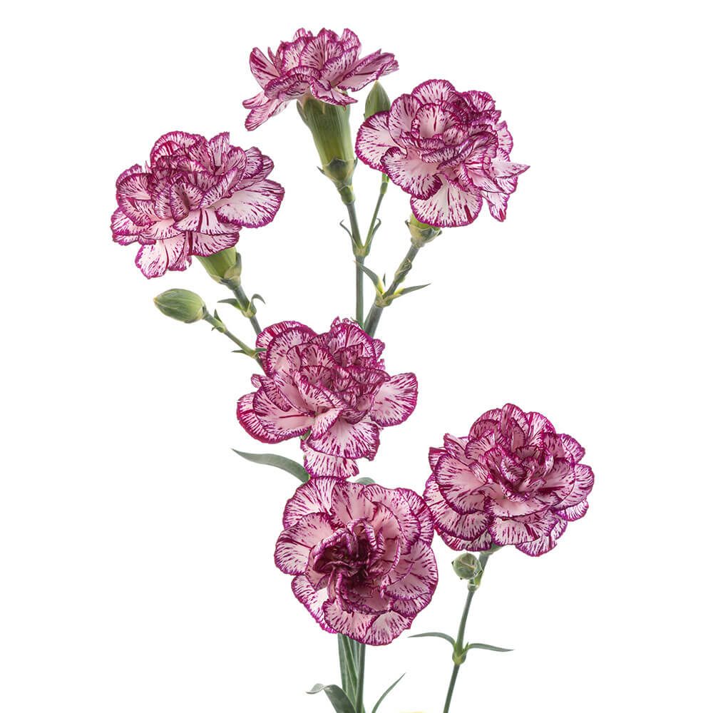 Mini Carn Variegated Purple