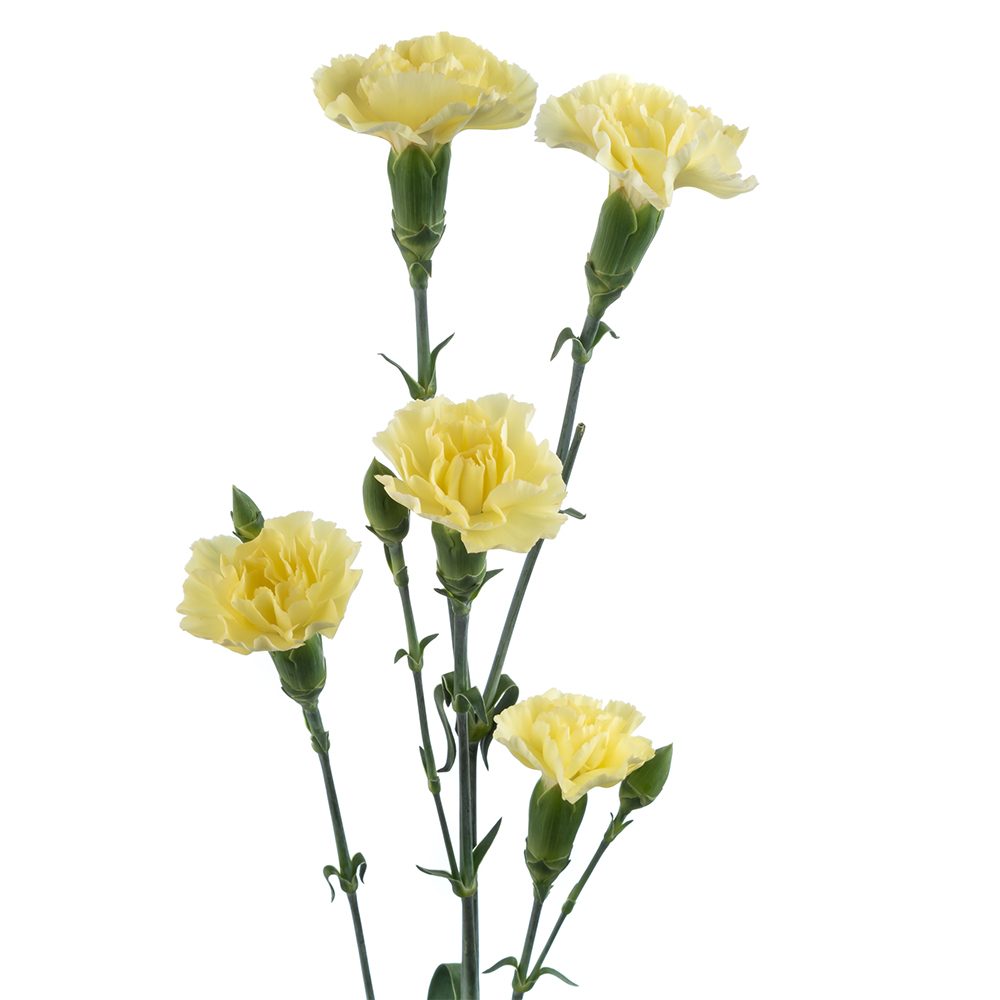 Mini carn Yellow