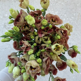Mocha Brown Lisianthus