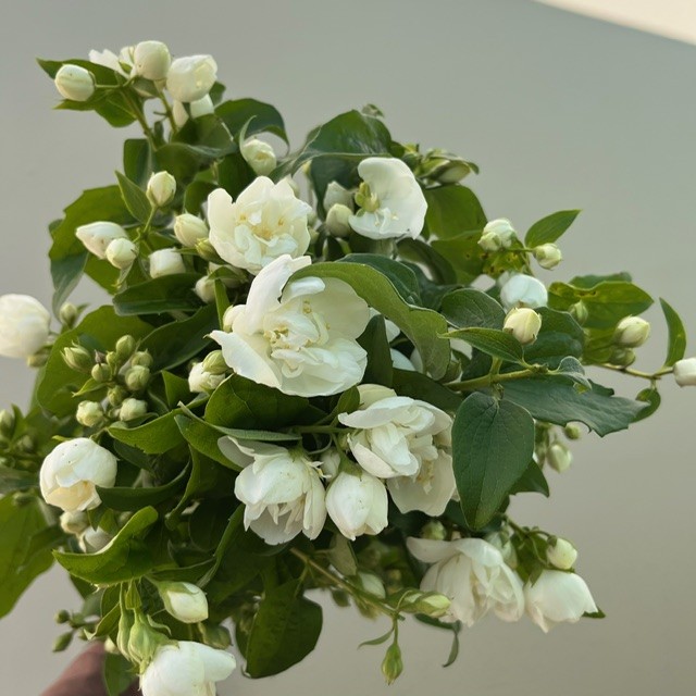 Mock Orange