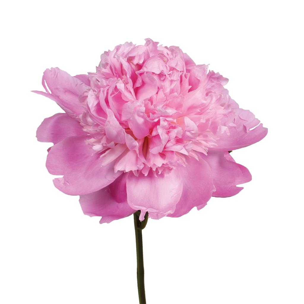 Monsier Jules Elie Peony