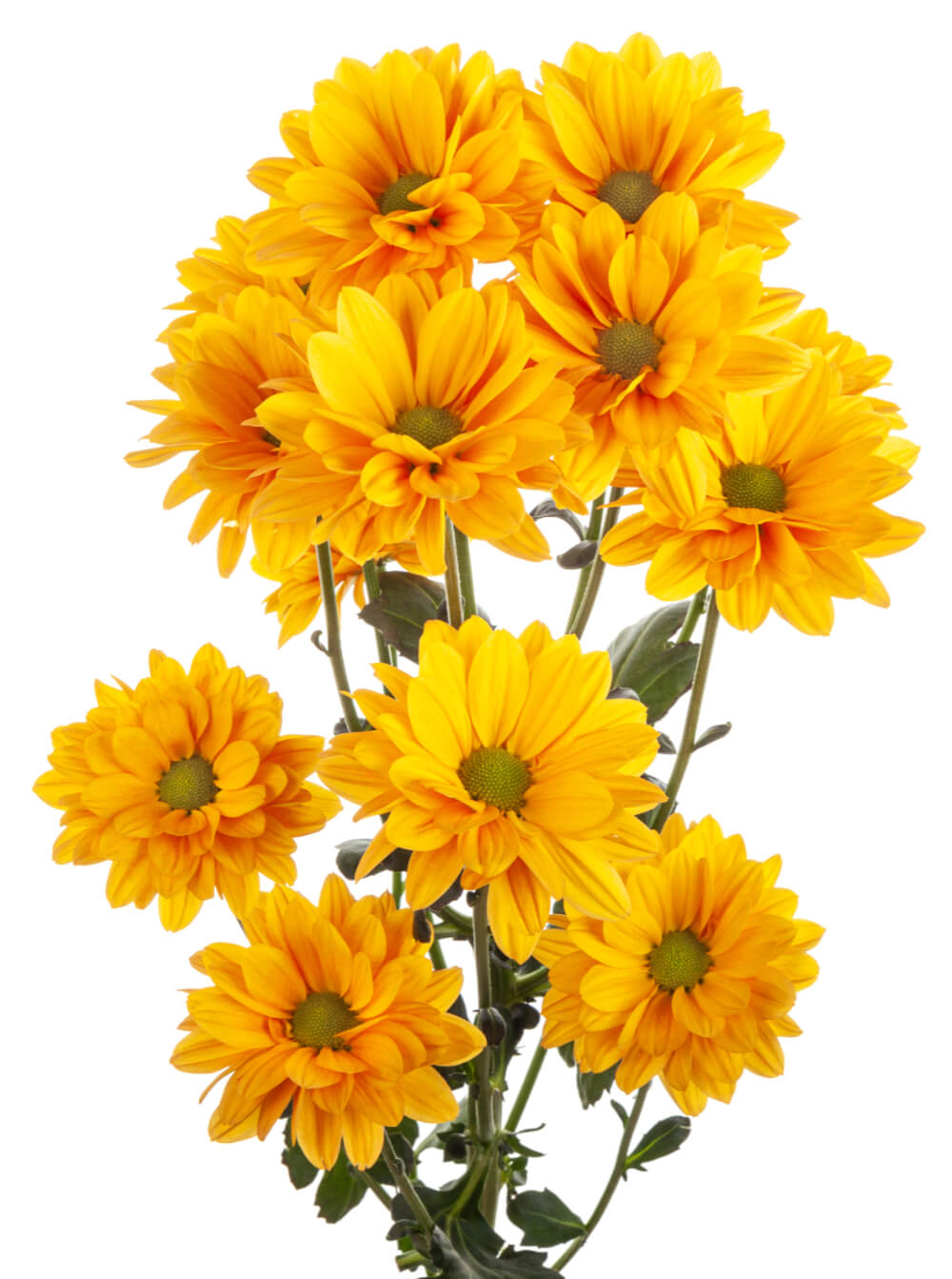 Mustard Pom Daisy