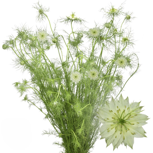 Nigella White