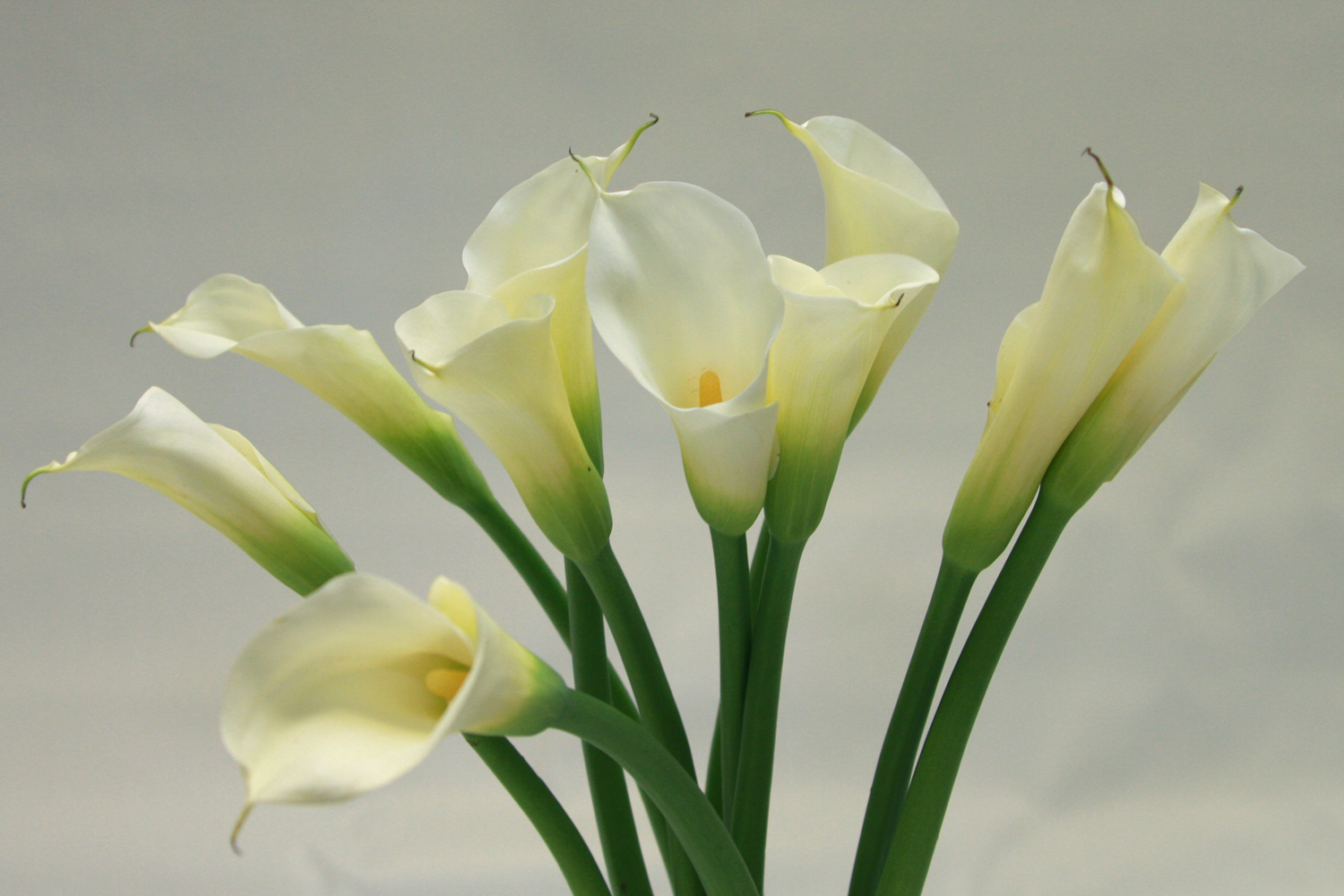 Open Cut Calla