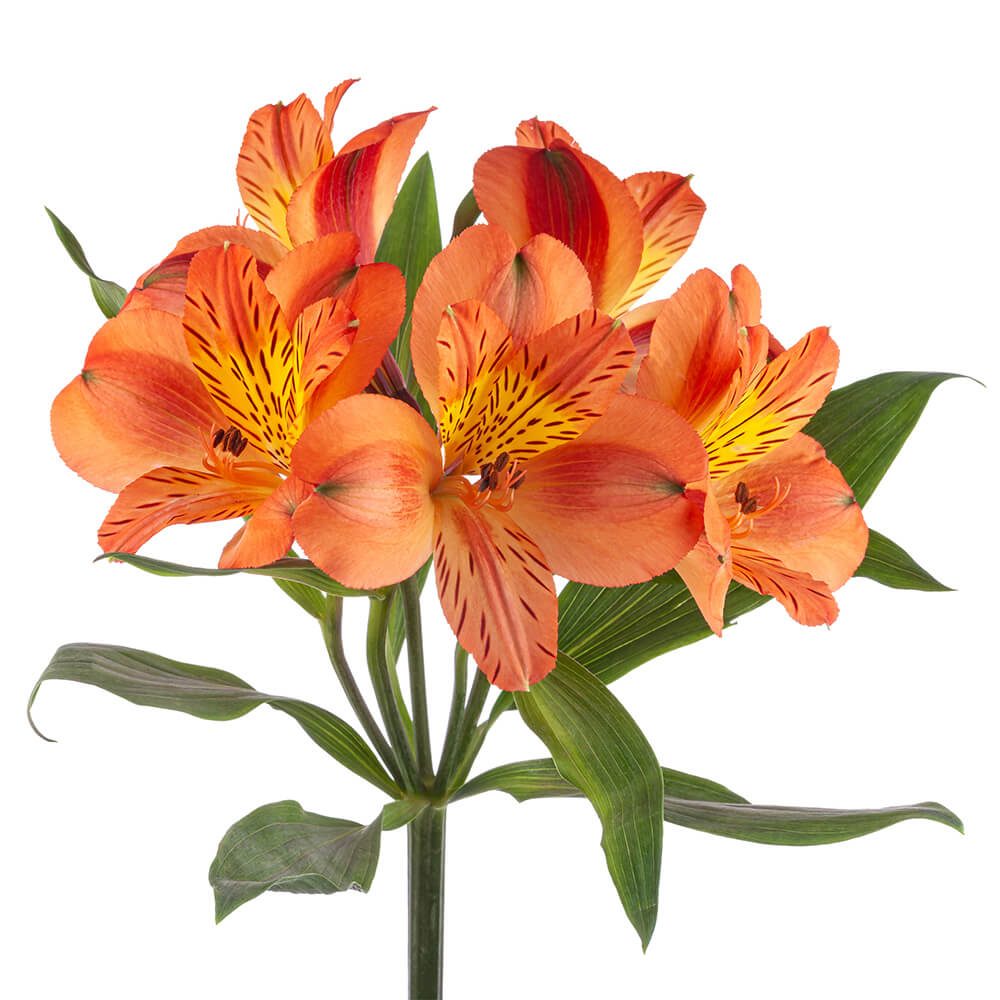 Orange Alstromeria