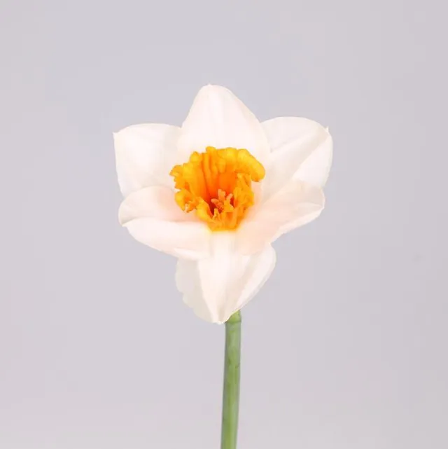 Daffodil