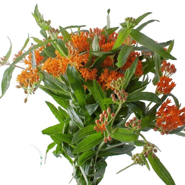 Orange Asclepia