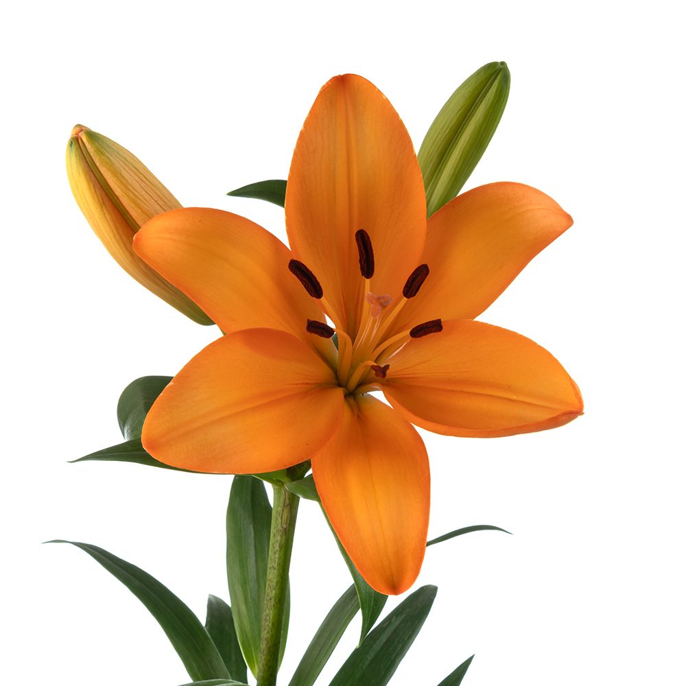 Orange Asiatic Lily