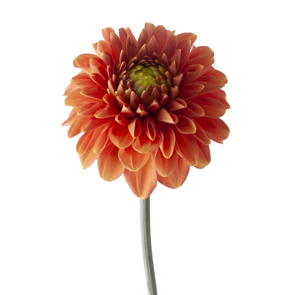 Orange Ball Dahlia
