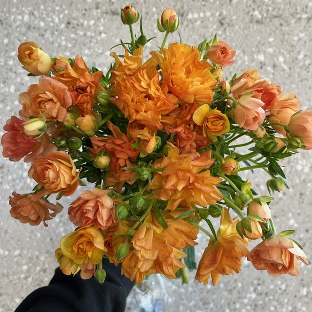 Orange Butterfly Ranunculus
