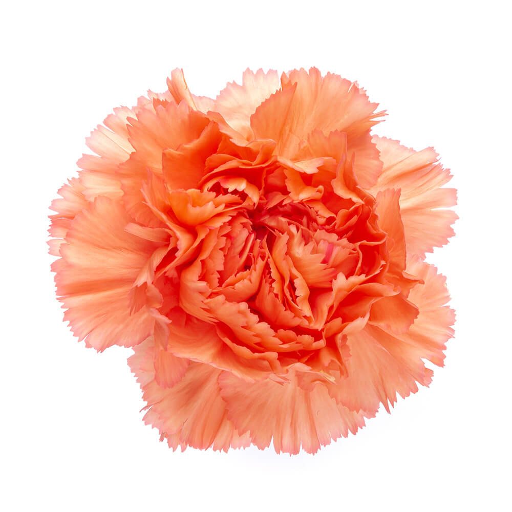 Orange carnation