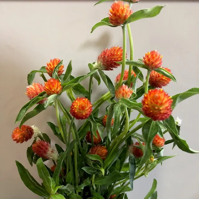 Orange Clover
