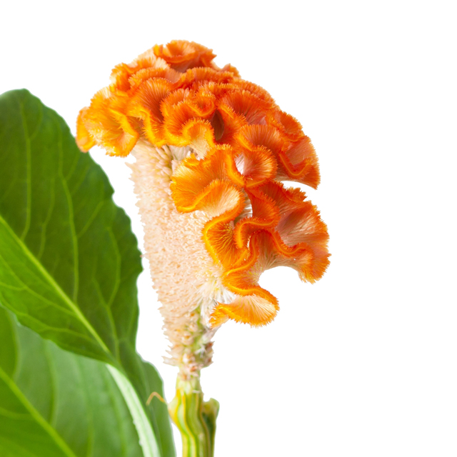 Orange Coxcomb Celosia