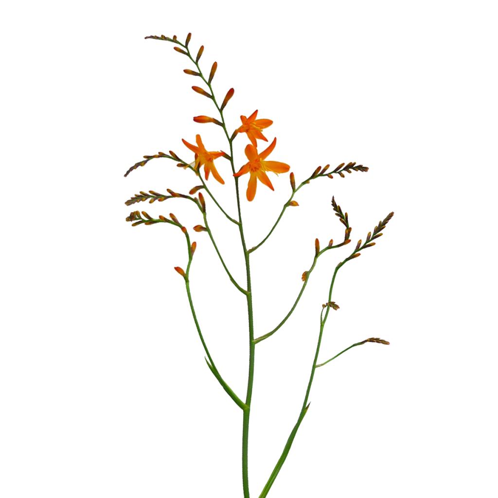 Crocosmia 2026