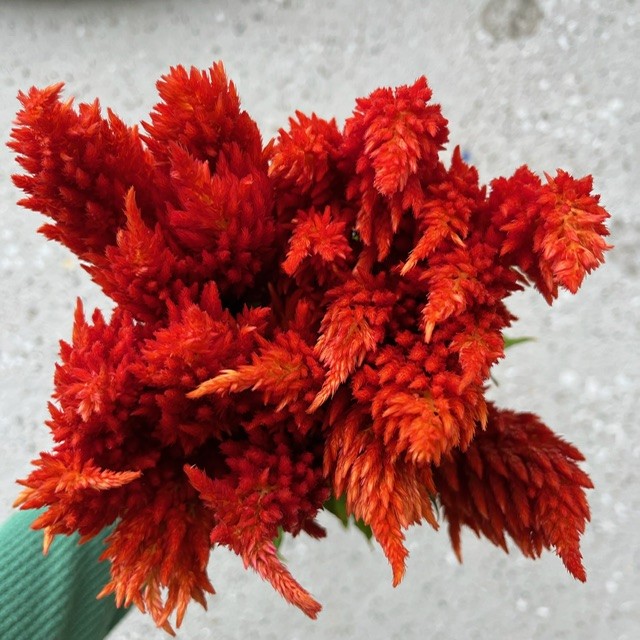 Orange Feather Celosia