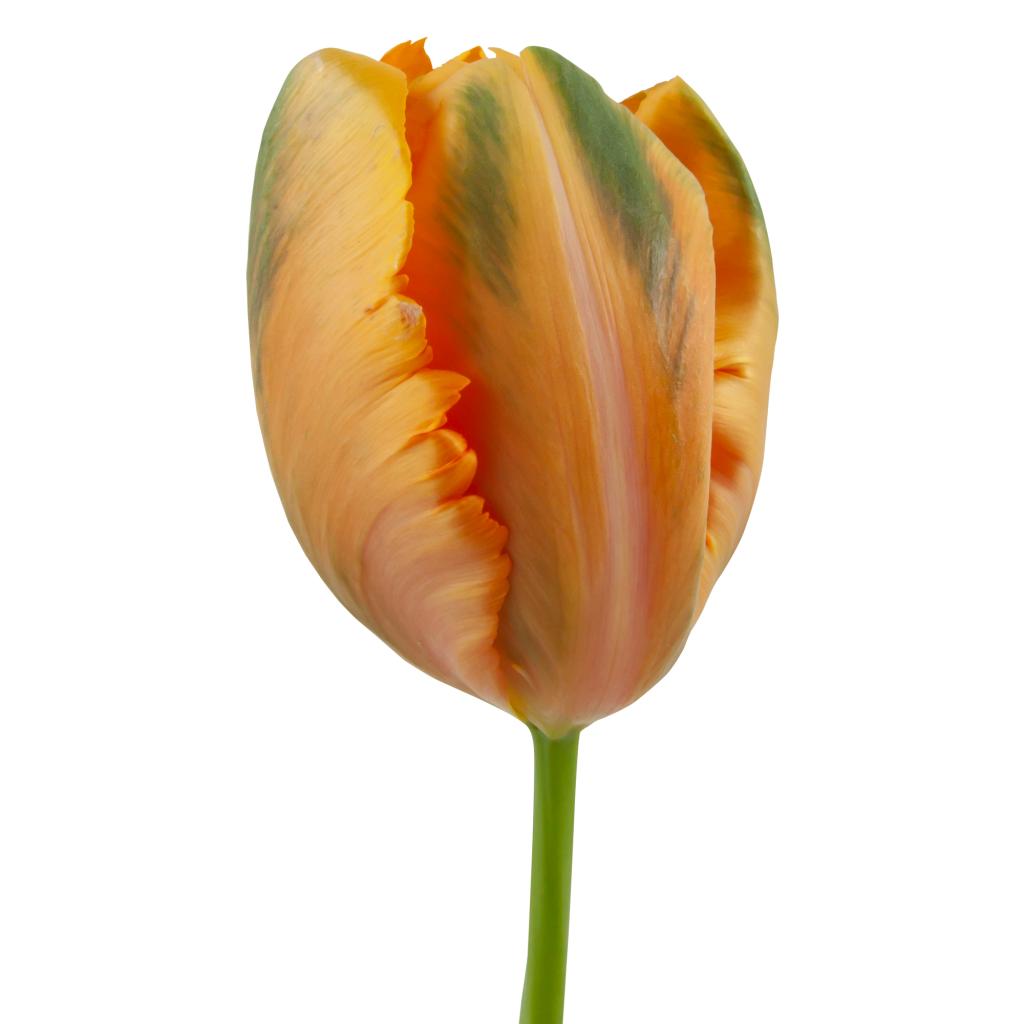 Orange French Parrot Tulip