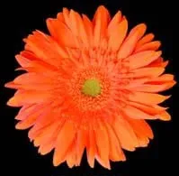 Orange Gerbera Daisy