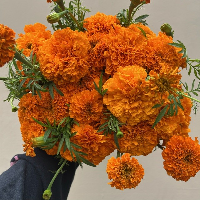 Orange Marigold