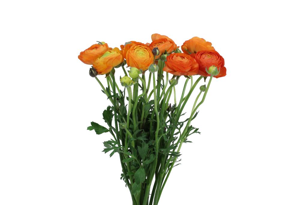 Orange Ranunculus Local