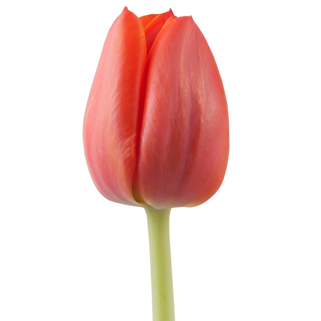 Orange Tulips