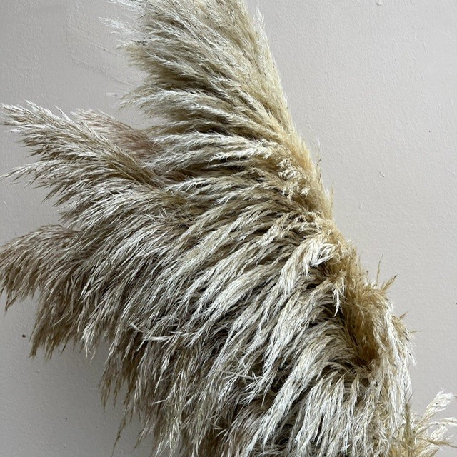 Pampas Grass