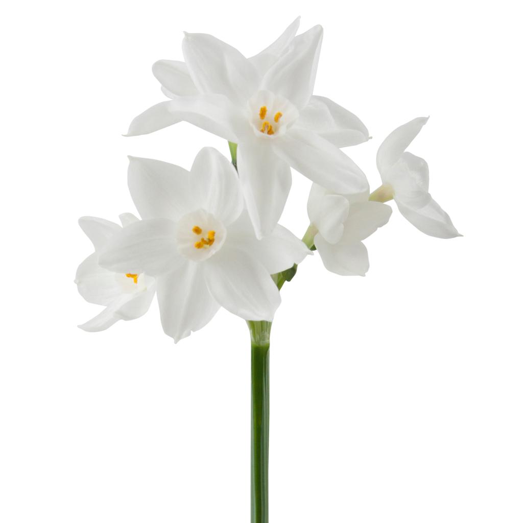 Paperwhite